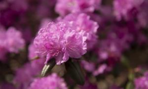 Flowers on campus