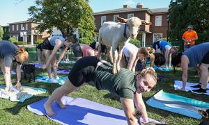 Goat yoga