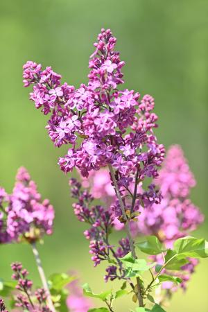 Blooming lilac on campus