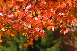 Fall foliage on campus