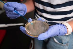 Students working with a petri dish